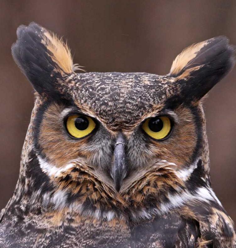 Owl